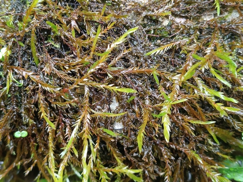 Fontinalis antipyretica observed 2026-10-23