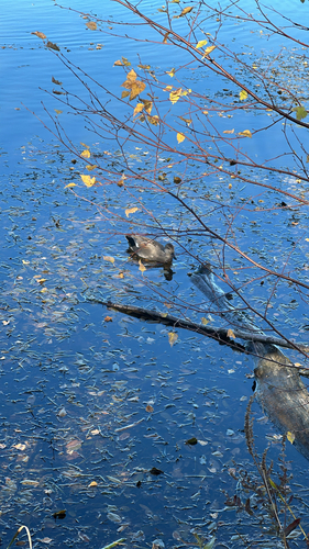 Gadwall
