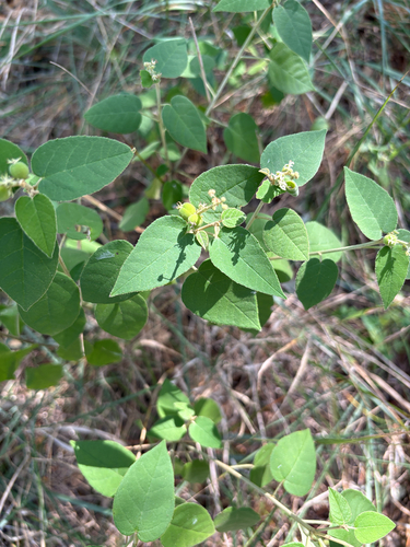 Bush croton