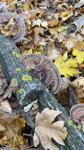 Daedaleopsis confragosa, 2026-10-26
