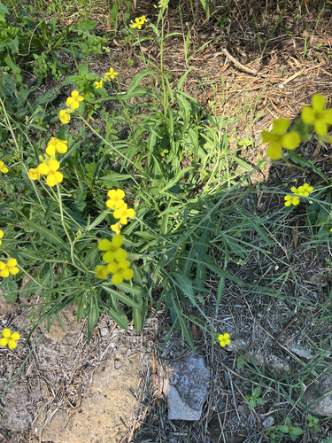 Perennial Wall-rocket