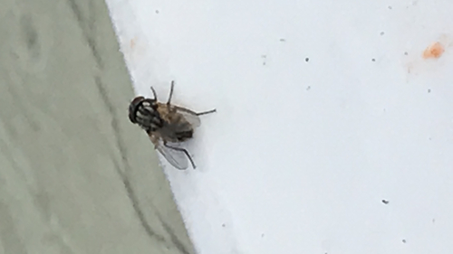 Common House Fly