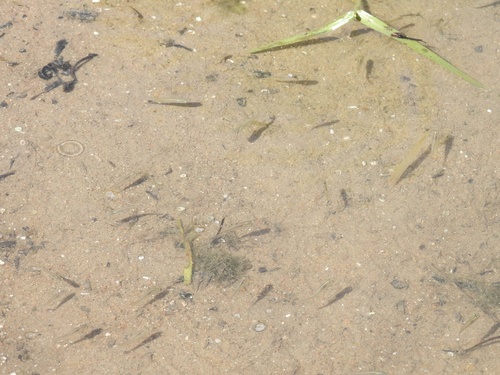 Western Mosquitofish