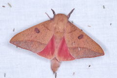 Adeloneivaia subangulata