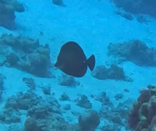Zebrasoma scopas observed 2026-10-26