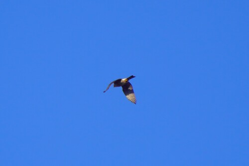 Cooper's Hawk