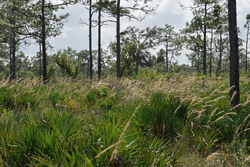 Sorghastrum secundum, 2026-10-25