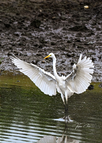 Great Egret