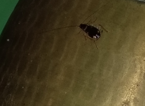 German Cockroach