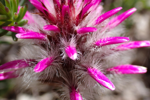 Ptilotus manglesii observed 2026-10-26