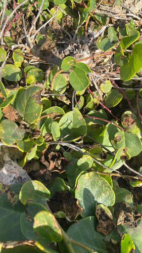 Capparis spinosa observed 2026-10-26