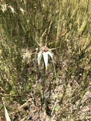 Rhynchospora colorata image