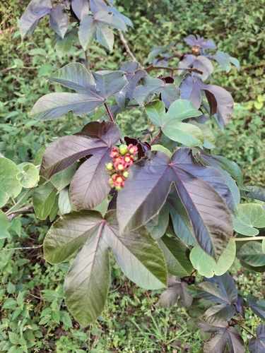 Jatropha gossypiifolia observed 2026-10-25