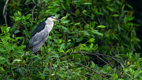 Typical Night Herons
