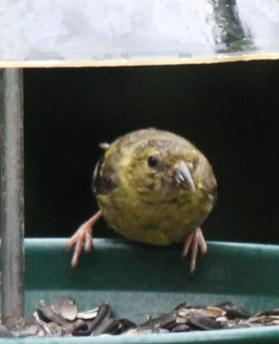 American Goldfinch
