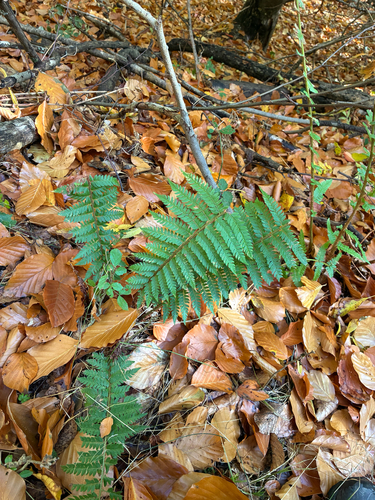 Polystichum aculeatum observed 2026-10-26