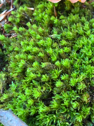 Encalypta streptocarpa observed 2026-10-26