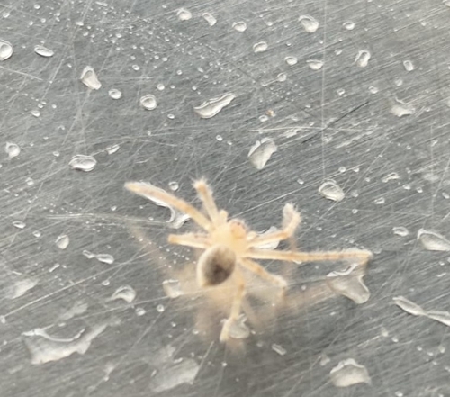 Giant Crab Spider