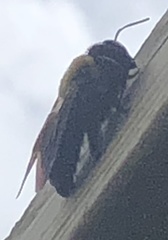 Xylocopa virginica