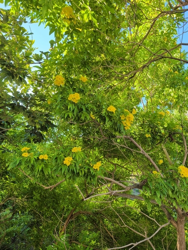 Gelbe Trompetenblume