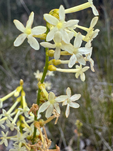 Stackhousia, 2026-10-26