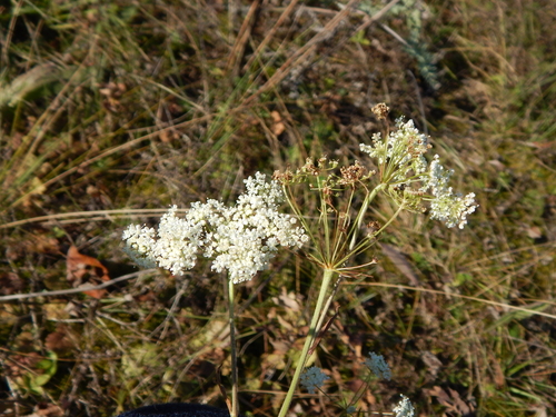 Pimpinella saxifraga, 2026-10-26