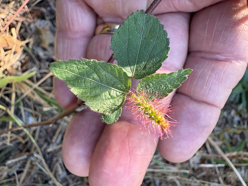 Acalypha phleoides, 2026-10-23