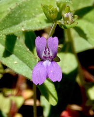 Collinsia parryi