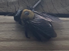 Xylocopa virginica