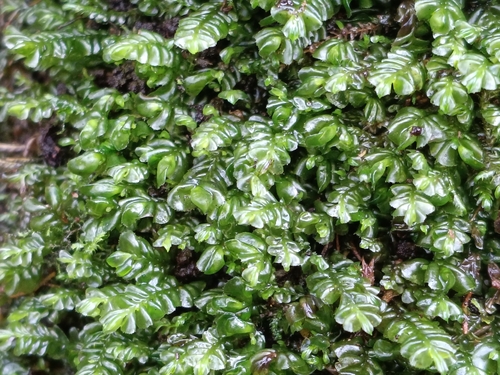 Plagiochila porelloides, 2026-10-23