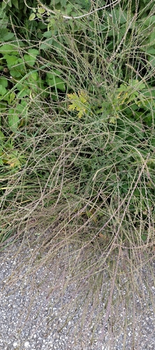 Verbena officinalis observed 2026-10-26