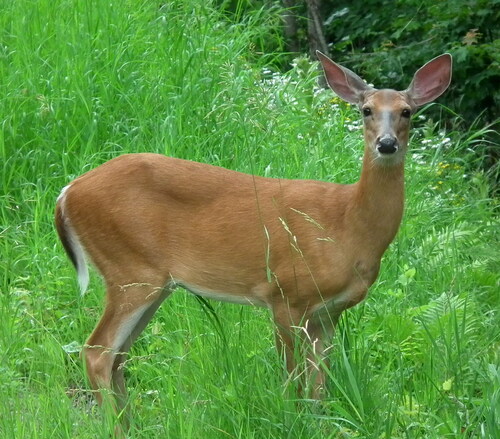 White-tailed Deer