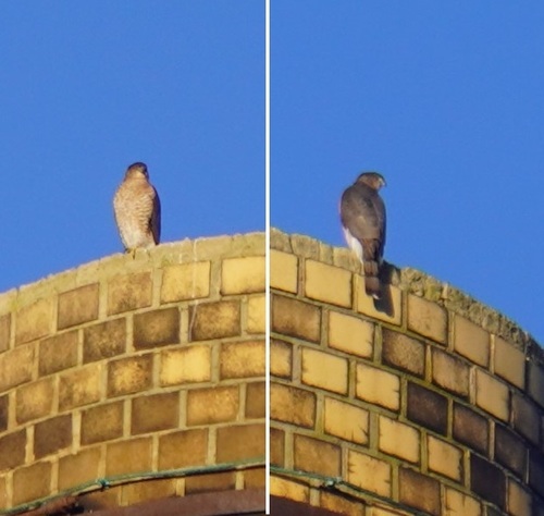 Cooper's Hawk