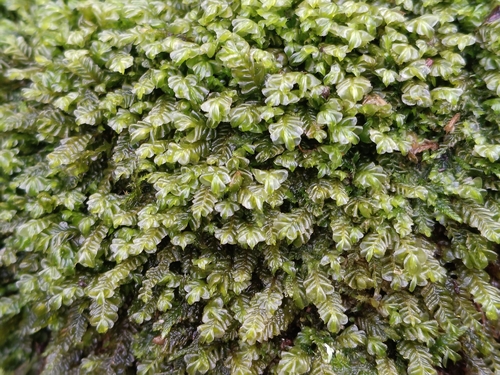 Plagiochila observed 2026-10-23