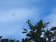 Ramphomicron microrhynchum