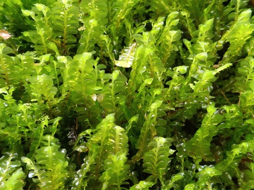 Plagiochila observed 2026-10-23