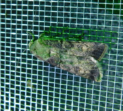 Turnip Moth
