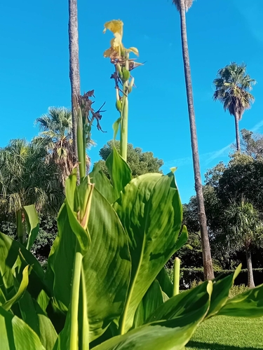 Canna indica observed 2026-10-26