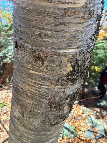 Betula alleghaniensis, 2026-10-25