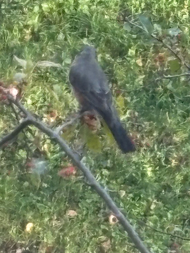 American Robin