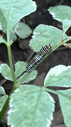 Black Swallowtail