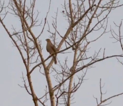 Cooper's Hawk