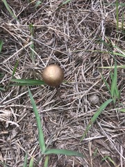 Panaeolus semiovatus