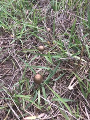 Panaeolus semiovatus