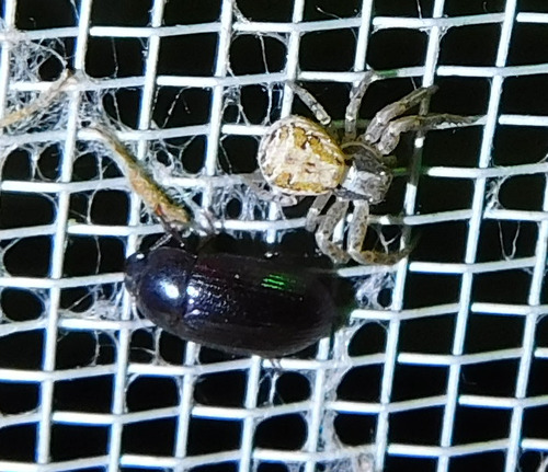 Xysticus