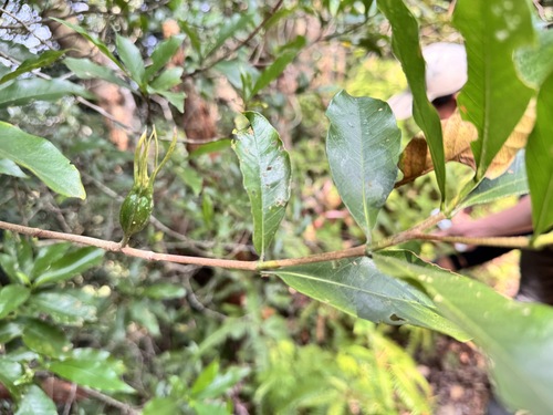 Gardenia jasminoides observed 2026-10-17
