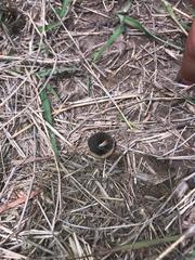 Panaeolus semiovatus