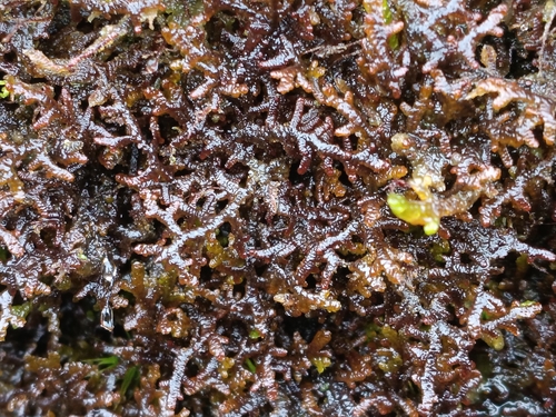 Frullania tamarisci observed 2026-10-23