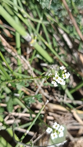Draba, 2026-10-26