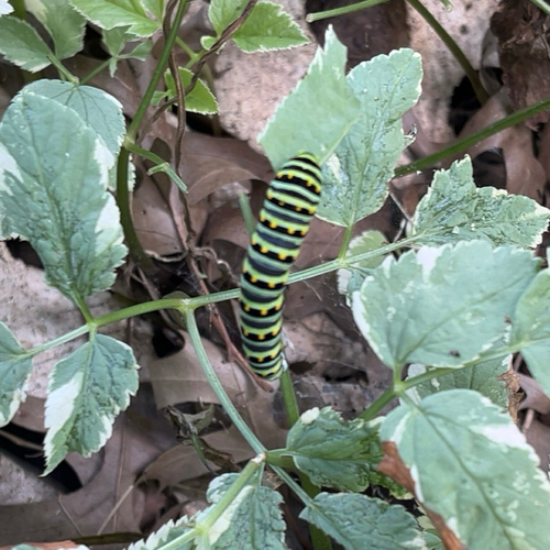 Black Swallowtail